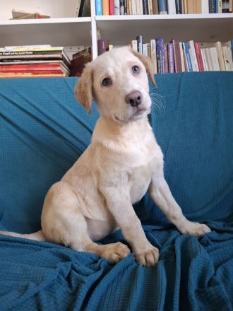 6 wunderschöne Labrador-Welpen suchen ein liebevolles Zuhause.