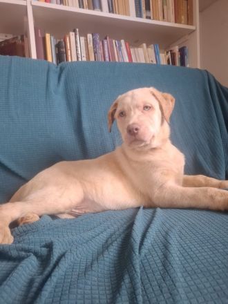 6 wunderschöne Labrador-Welpen suchen ein liebevolles Zuhause.