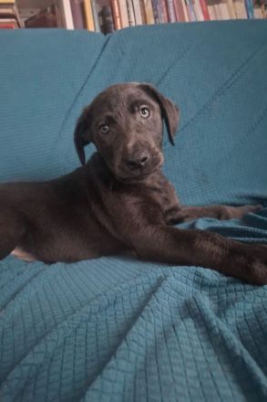 6 wunderschöne Labrador-Welpen suchen ein liebevolles Zuhause.