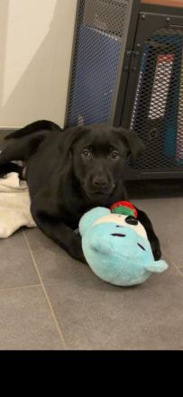 6 wunderschöne Labrador-Welpen suchen ein liebevolles Zuhause.