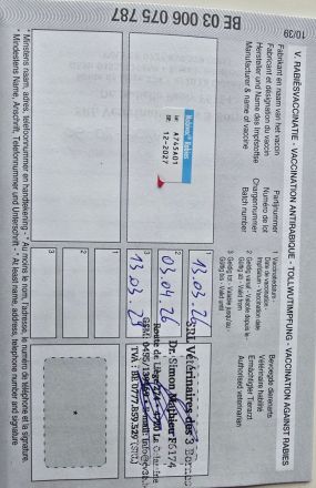 6 wunderschöne Labrador-Welpen suchen ein liebevolles Zuhause.