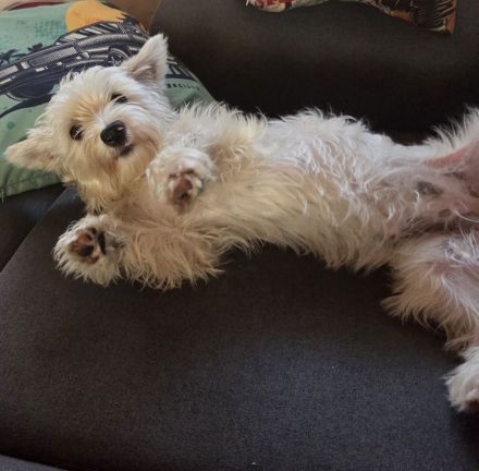 Yorkshire terrier hündin