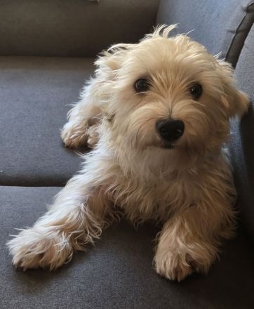 Yorkshire terrier hündin