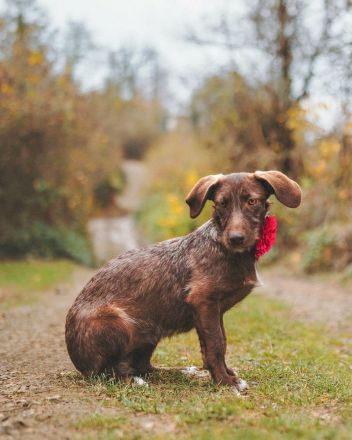 Mokka: Eine kleine Herzensbrecherin träumt von einem eigenen Zuhause