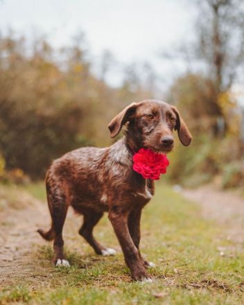 Mokka: Eine kleine Herzensbrecherin träumt von einem eigenen Zuhause