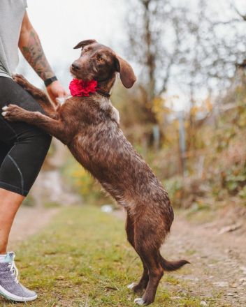 Mokka: Eine kleine Herzensbrecherin träumt von einem eigenen Zuhause