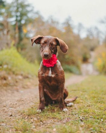 Mokka: Eine kleine Herzensbrecherin träumt von einem eigenen Zuhause