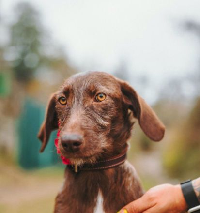 Mokka: Eine kleine Herzensbrecherin träumt von einem eigenen Zuhause