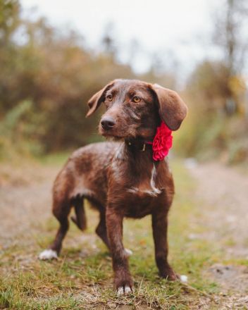 Mokka: Eine kleine Herzensbrecherin träumt von einem eigenen Zuhause