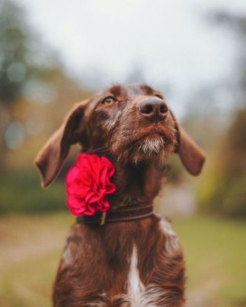 Mokka: Eine kleine Herzensbrecherin träumt von einem eigenen Zuhause