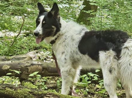 Zuhause gesucht für Adi