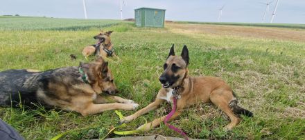 Malinois June sucht ein liebevolles Zuhause