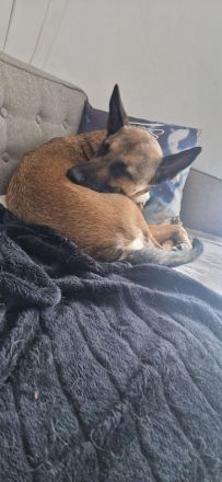 Malinois June sucht ein liebevolles Zuhause