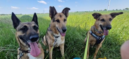 Malinois June sucht ein liebevolles Zuhause