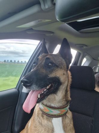 Malinois June sucht ein liebevolles Zuhause