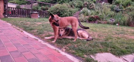 Malinois June sucht ein liebevolles Zuhause