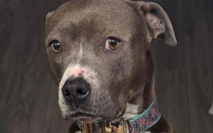 Traumhündin Penny sucht Zuhause