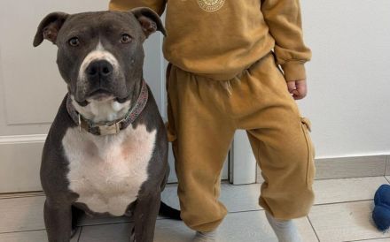 Traumhündin Penny sucht Zuhause