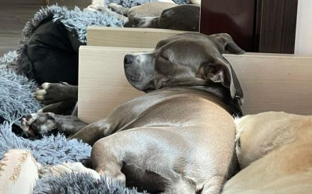 Traumhündin Penny sucht Zuhause