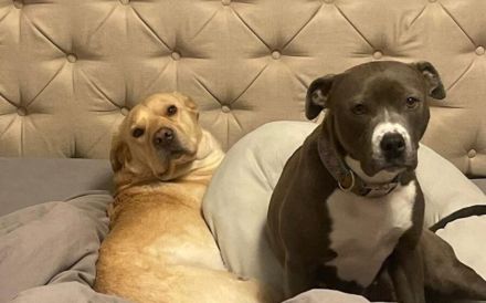 Traumhündin Penny sucht Zuhause