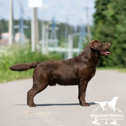 4-jähriger schokobrauner Labrador-Rüde sucht Patenfamilie