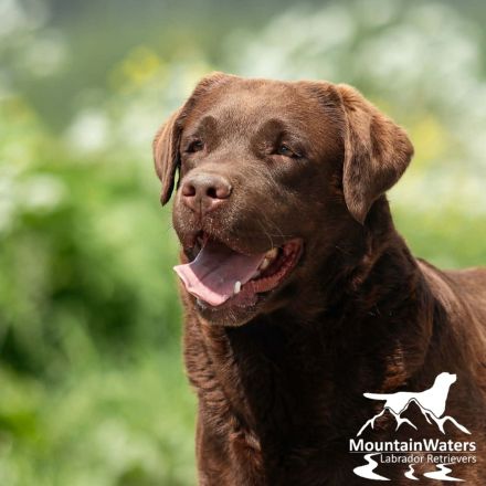 4-jähriger schokobrauner Labrador-Rüde sucht Patenfamilie