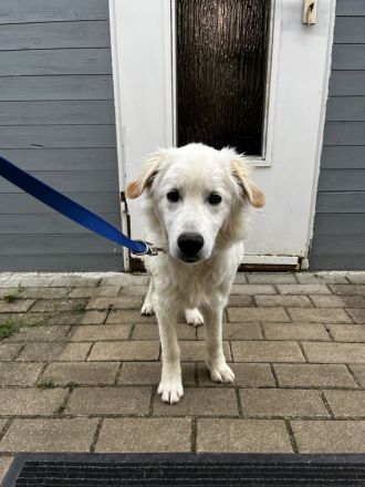 Dagobert - bereit für ein eigenes Zuhause!