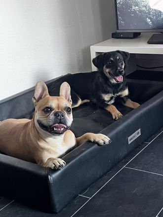 Danira - bereit für ein eigenes Zuhause!