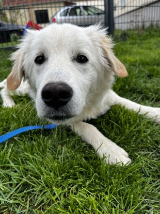 Dagobert - bereit für ein eigenes Zuhause!