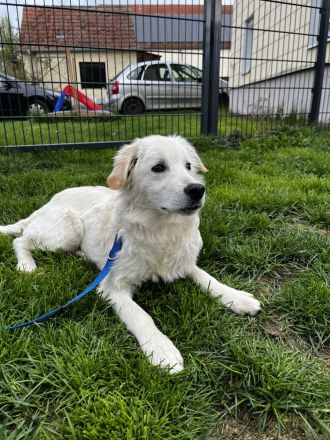 Dagobert - bereit für ein eigenes Zuhause!