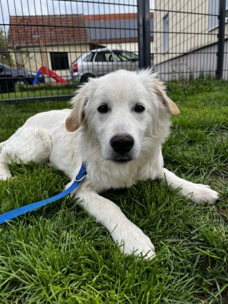 Dagobert - bereit für ein eigenes Zuhause!
