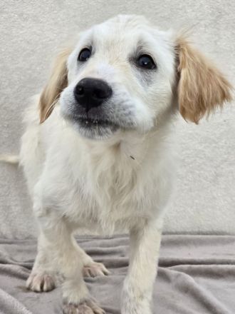 Dagobert - bereit für ein eigenes Zuhause!