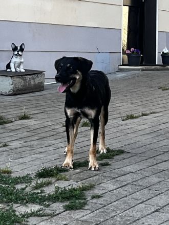 Danira - bereit für ein eigenes Zuhause!