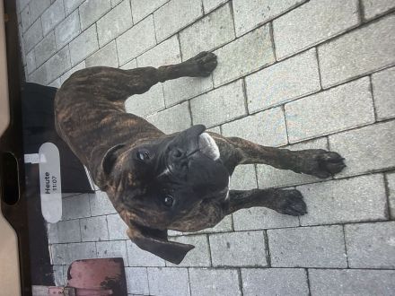 Boxer