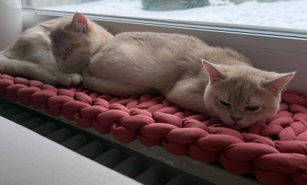 Zwei BHK Kitten Männlich