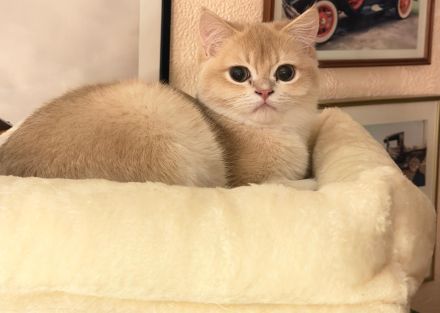Zwei BHK Kitten Männlich