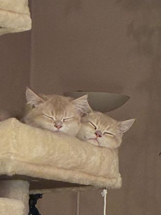 Zwei BHK Kitten Männlich