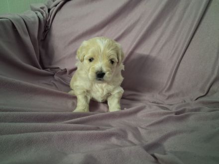 Yorkshire/Mini Malteser Welpen ( Morkie)