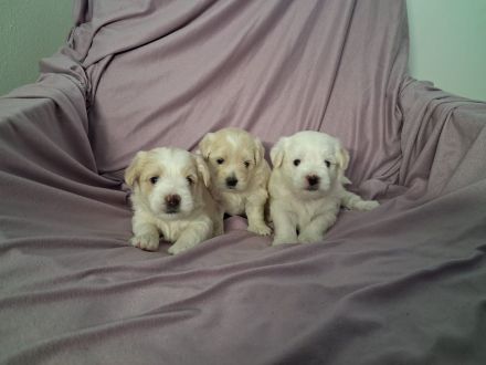 Yorkshire/Mini Malteser Welpen ( Morkie)