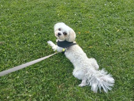Yorkshire/Mini Malteser Welpen ( Morkie)