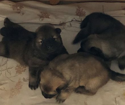 Eurasier Welpe Hündin und Rüde