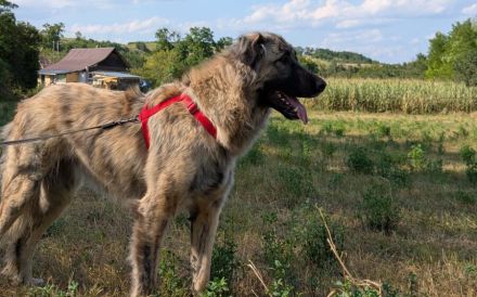 Goldstück Ember sucht ihr Körbchen