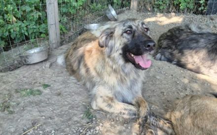 Goldstück Ember sucht ihr Körbchen
