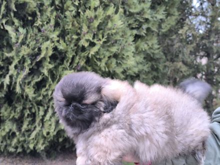 Pekinese