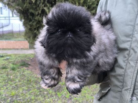 Pekinese