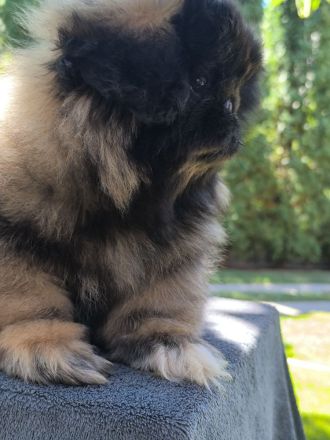 Pekinese