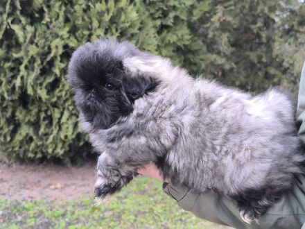 Pekinese