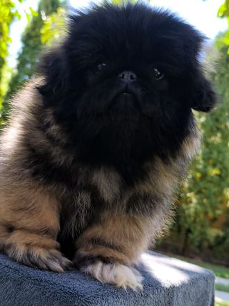 Pekinese