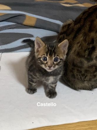 Verspielte & wunderschöne Bengalkitten (mit Stammbaum) suchen ein neues Zuhause!