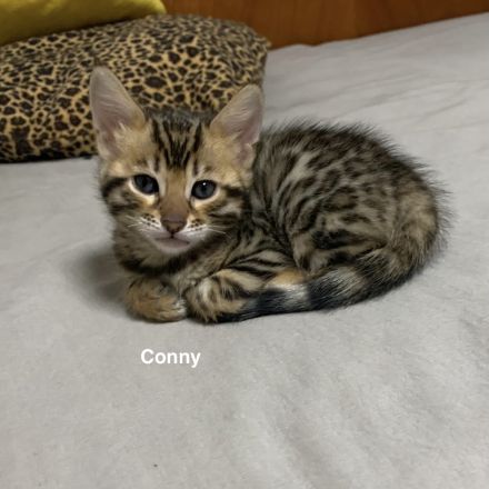 Verspielte & wunderschöne Bengalkitten (mit Stammbaum) suchen ein neues Zuhause!